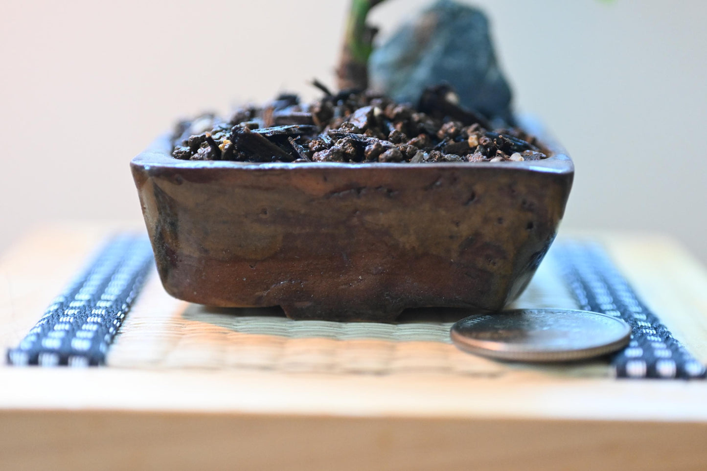 Mini rose Bonsai in Ceramic Pot from Miyazaki, Japan | Mame bonsai tree Gift