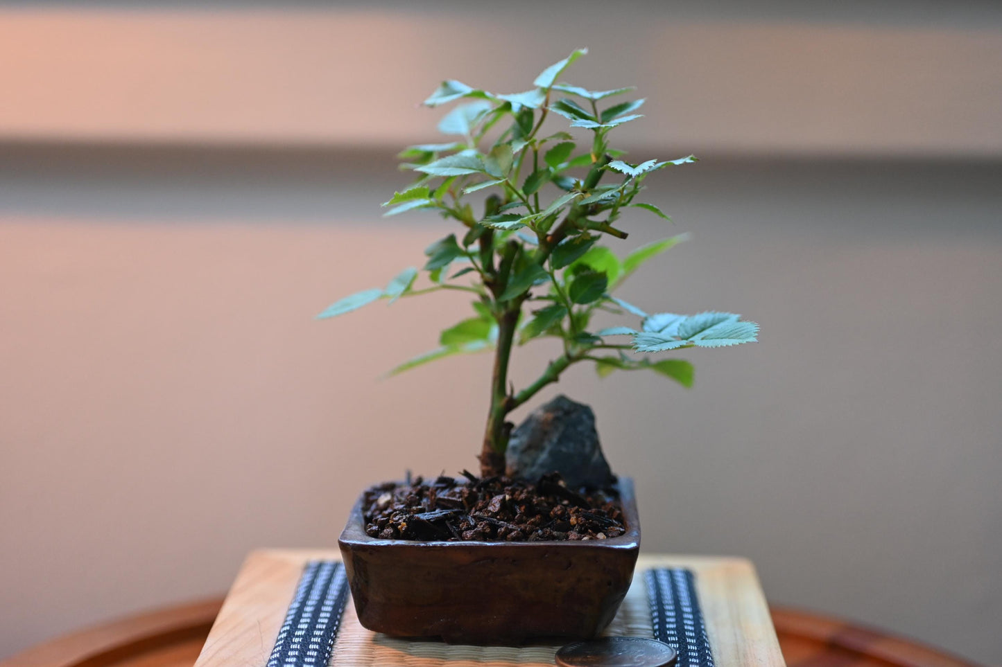 Mini rose Bonsai in Ceramic Pot from Miyazaki, Japan | Mame bonsai tree Gift