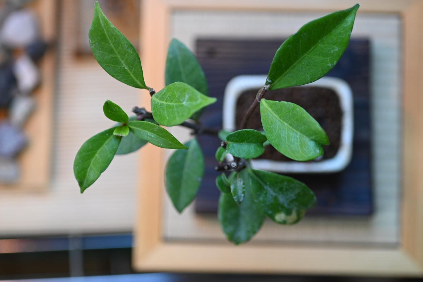Japanese Jasmine Bonsai – Miniature Handmade Pot | Fragrant Mame Bonsai, Natural Indoor Living Art with Care Guide