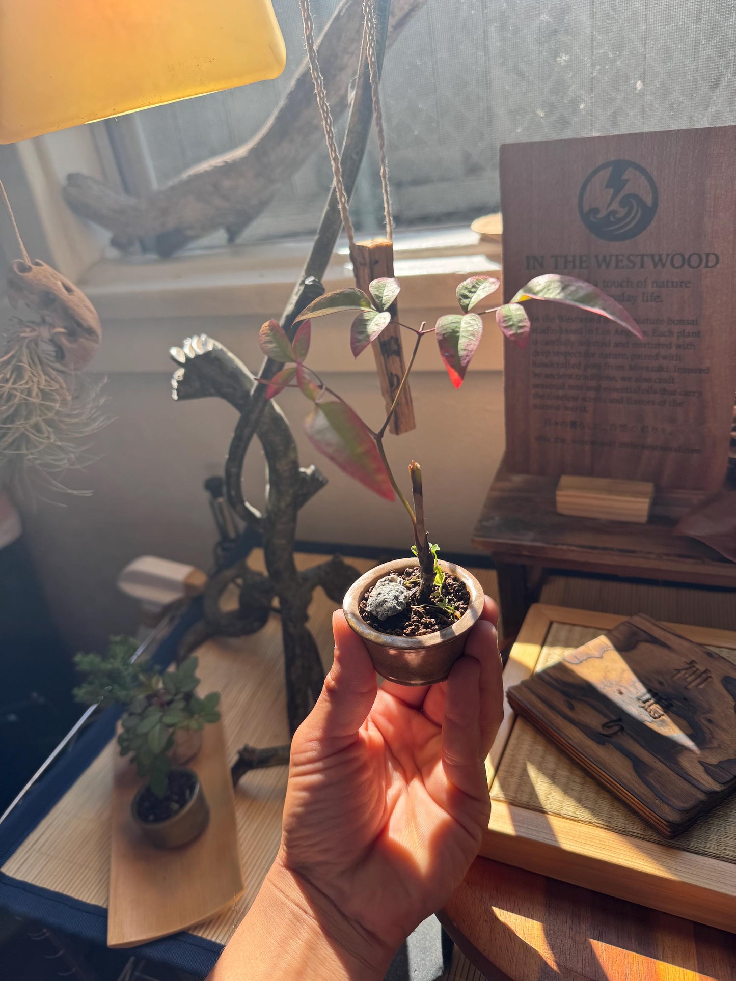 Heavenly Bamboo | Mini Nadina Bonsai in Ceramic Pot from Miyazaki, Japan | Mame bonsai tree Gift