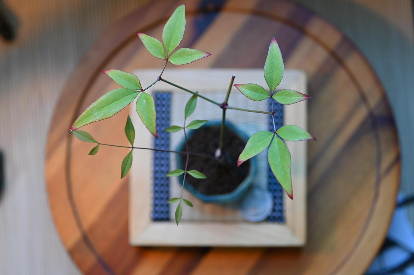 Heavenly Bamboo | Mini Nadina Bonsai in Ceramic Pot from Miyazaki, Japan | Mame bonsai tree Gift