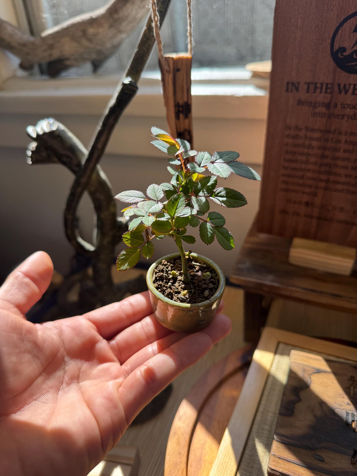 Mini rose Bonsai in Ceramic Pot from Miyazaki, Japan | Mame bonsai tree Gift