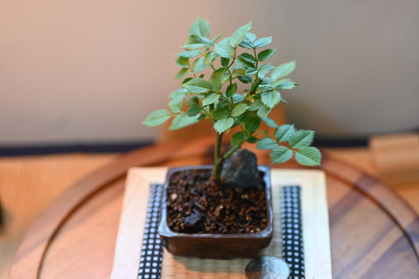 Mini rose Bonsai in Ceramic Pot from Miyazaki, Japan | Mame bonsai tree Gift