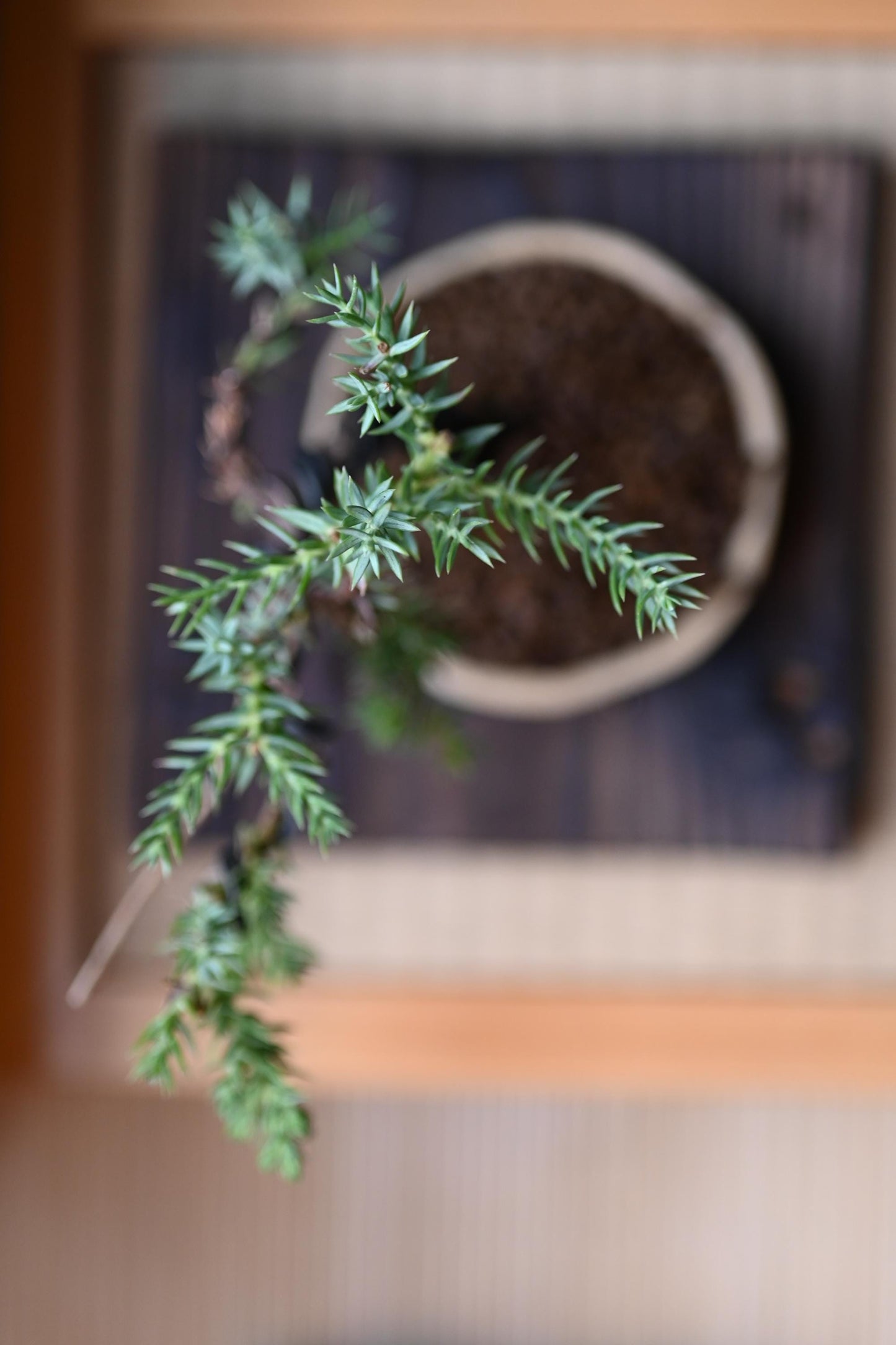 Mini Juniper bonsai in handmade ceramic pot from Miyazaki with a care guide