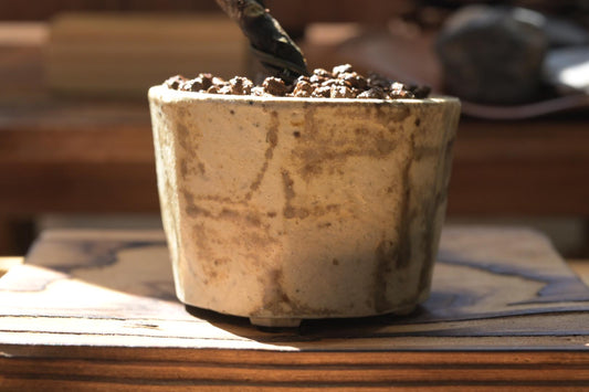 Mini Juniper Bonsai in Ceramic Pot from Miyazaki, Japan | Mame bonsai tree Gift