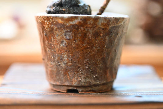 Japanese Zelkova (Chinese Elm) Bonsai – Handmade Ceramic Pot | Miniature Mame Bonsai, Four Seasons Living Art with Care Gu