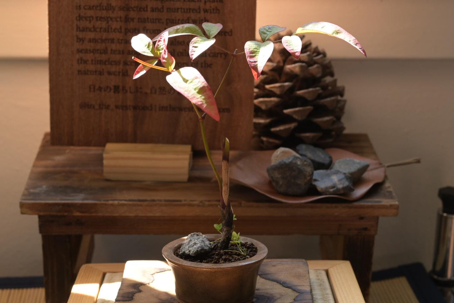 Heavenly Bamboo | Mini Nadina Bonsai in Ceramic Pot from Miyazaki, Japan | Mame bonsai tree Gift