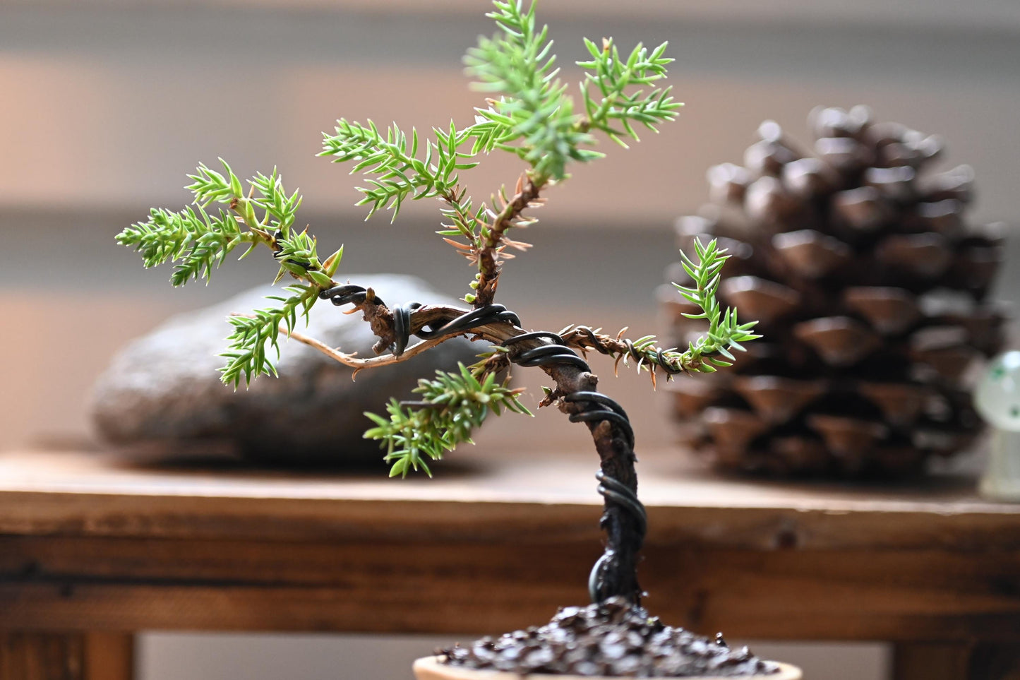 Mini Juniper bonsai in handmade ceramic pot from Miyazaki with a care guide