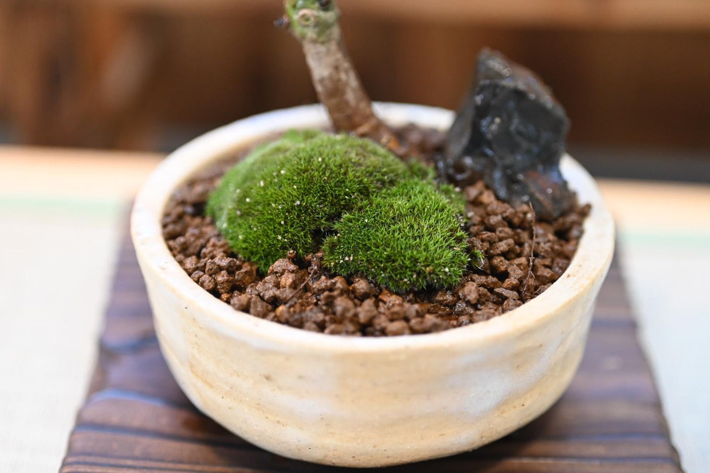 Mini Masaki bosai - Miyazaki Pot | 6-7 inches