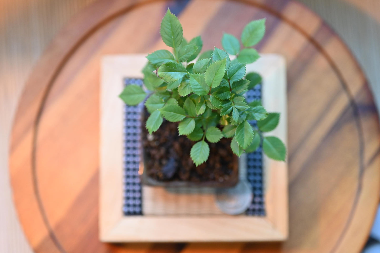 Mini rose Bonsai in Ceramic Pot from Miyazaki, Japan | Mame bonsai tree Gift