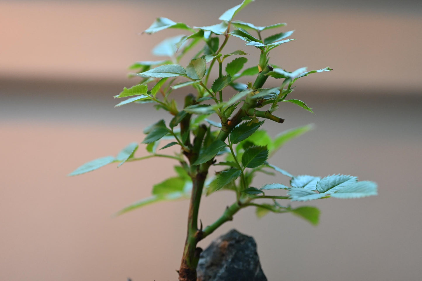 Mini rose Bonsai in Ceramic Pot from Miyazaki, Japan | Mame bonsai tree Gift