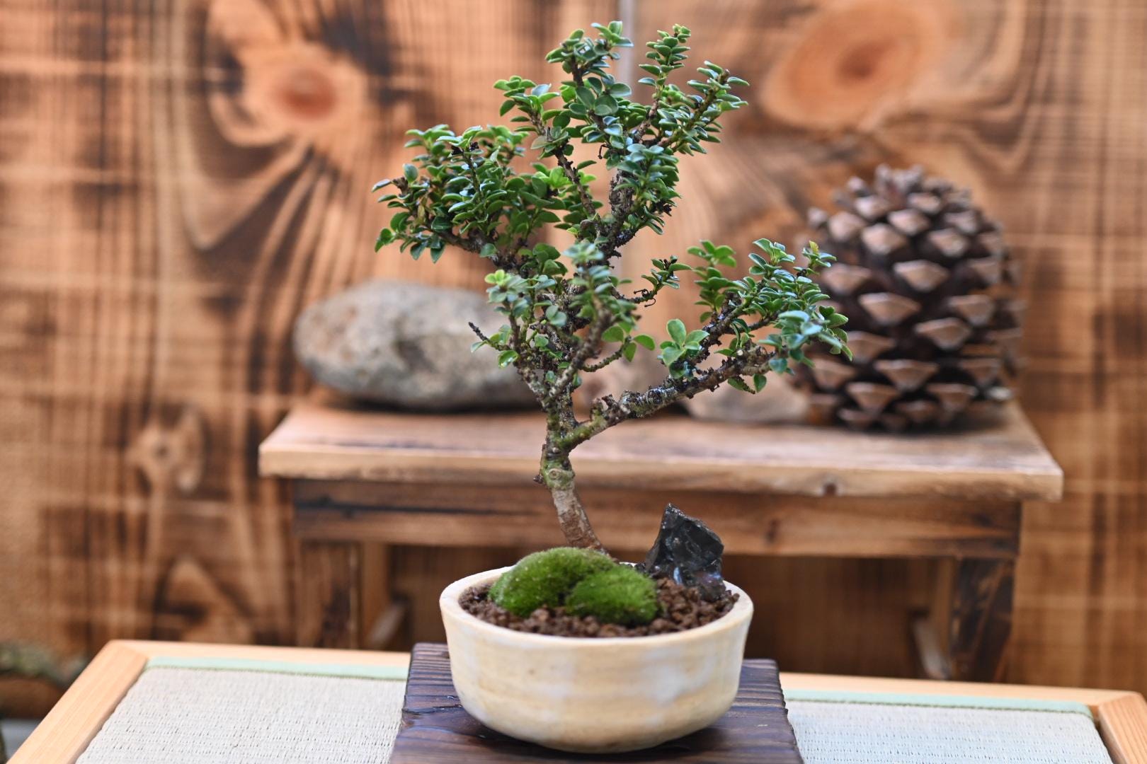 Mini Masaki bosai - Miyazaki Pot | 6-7 inches  In the Westwood