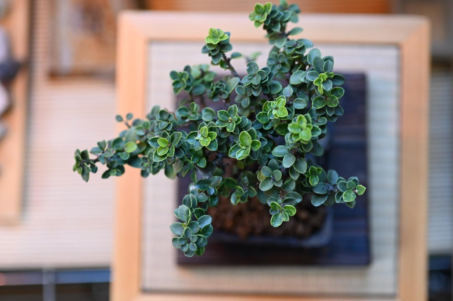 Japanese holly (Masaki) – Mini Handmade Pot, Wabi-Sabi Style Mame Bonsai | Natural Tree for Indoor Display