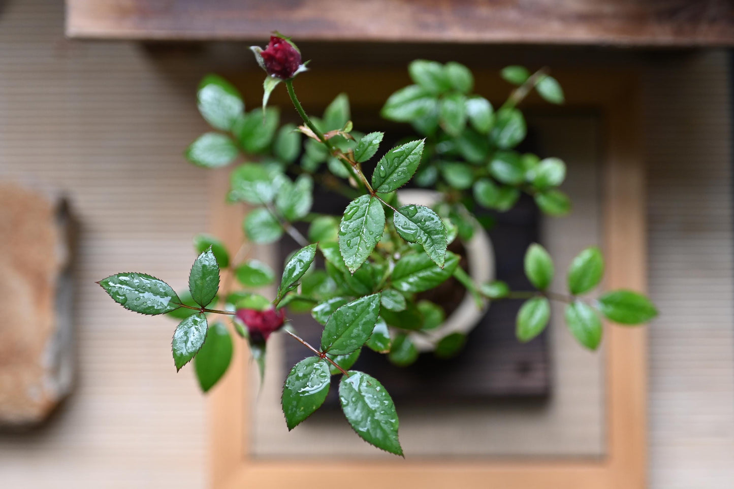 Mini rose bonsai in handmade pot from Miyazaki with a care guide