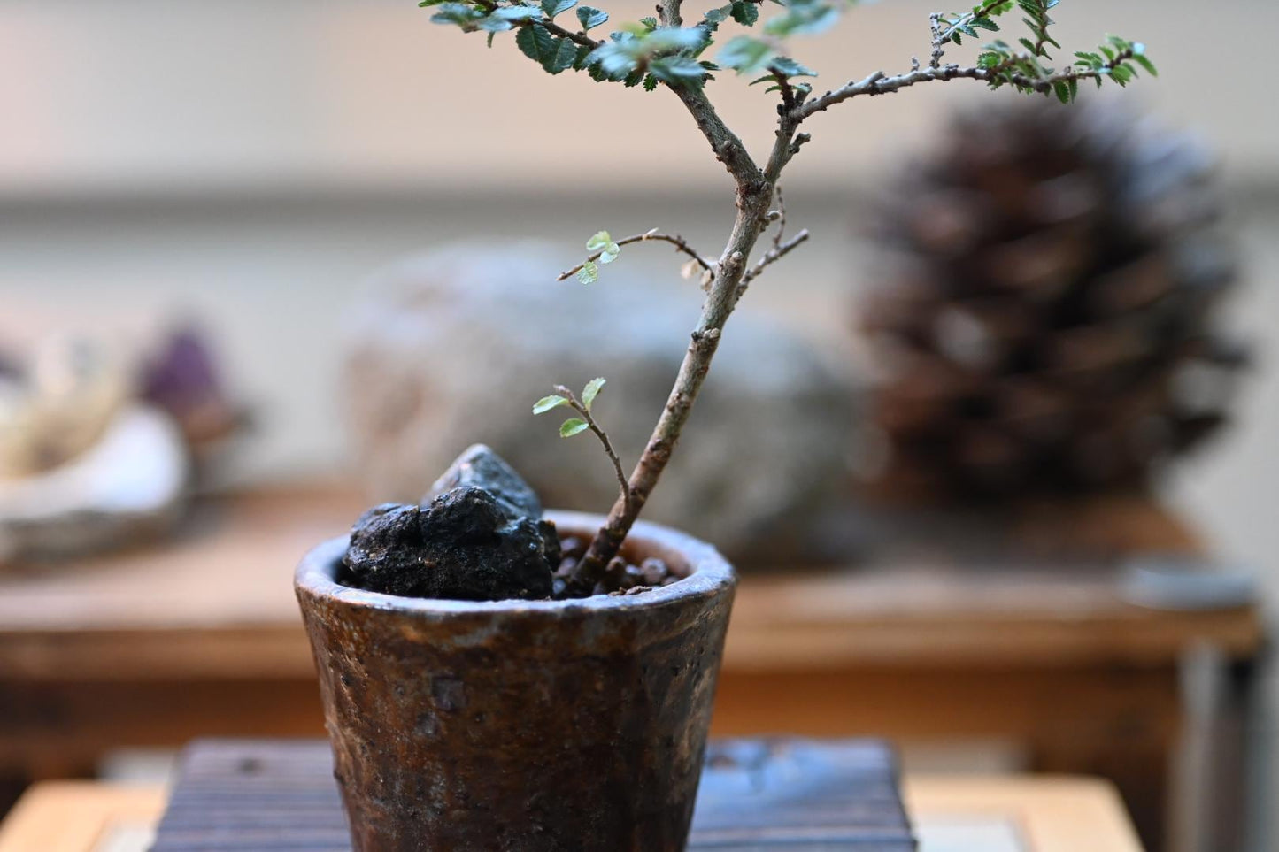 Japanese Zelkova (Chinese Elm) Bonsai – Handmade Ceramic Pot | Miniature Mame Bonsai, Four Seasons Living Art with Care Gu
