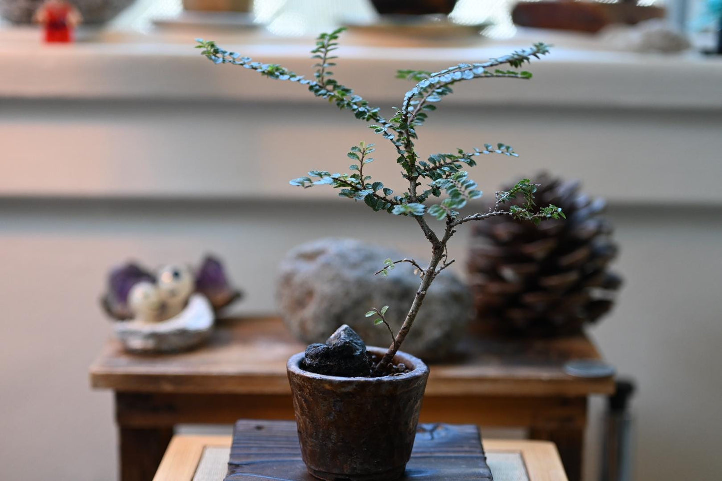 Japanese Zelkova (Chinese Elm) Bonsai – Handmade Ceramic Pot | Miniature Mame Bonsai, Four Seasons Living Art with Care Gu