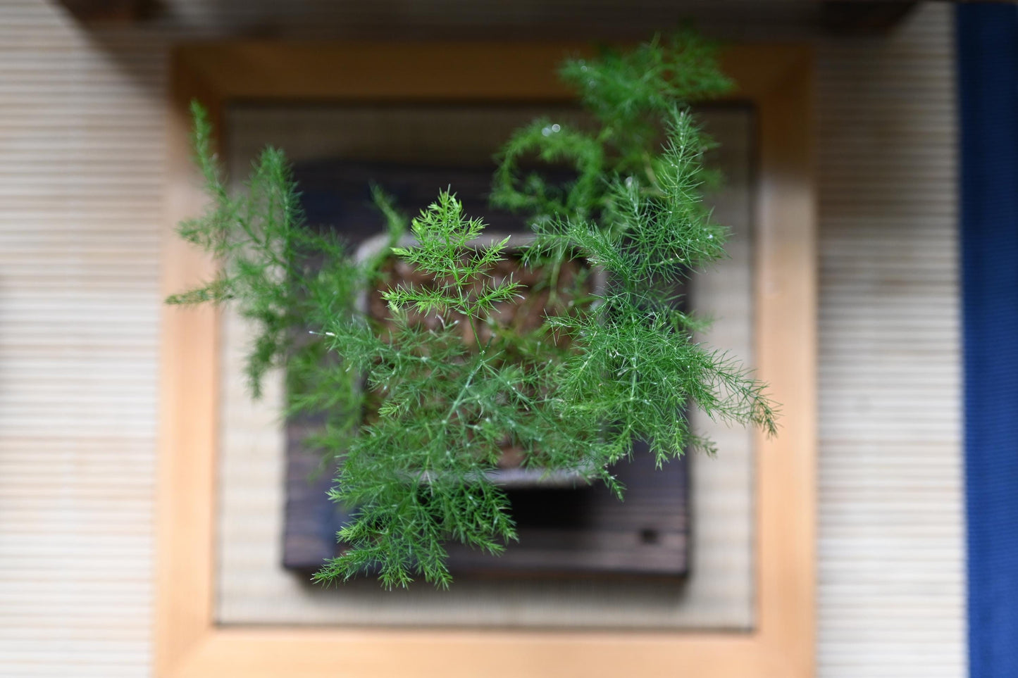 Mini Asparagus fern bonsai in handmade ceramic pot from Miyazaki with a care guide