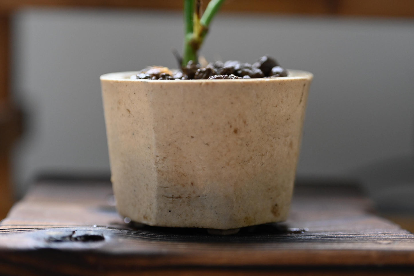 Mini rose bonsai in handmade pot from Miyazaki with a care guide