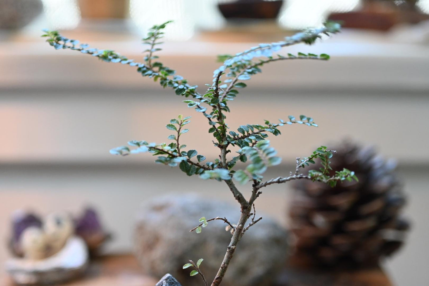 Japanese Zelkova (Chinese Elm) Bonsai – Handmade Ceramic Pot | Miniature Mame Bonsai, Four Seasons Living Art with Care Gu