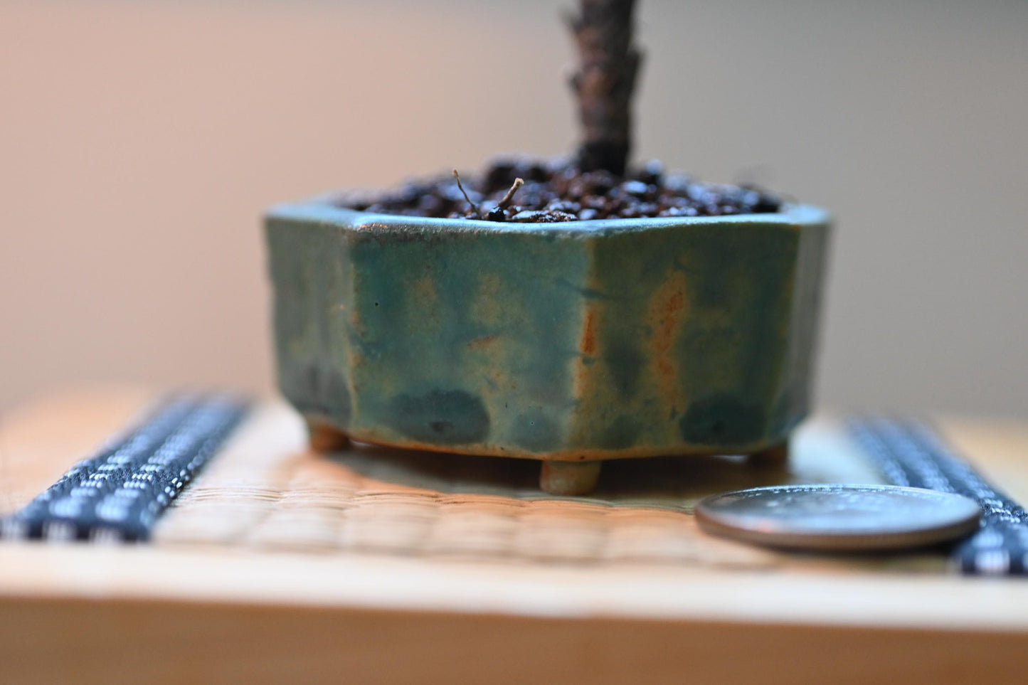 Heavenly Bamboo | Mini Nadina Bonsai in Ceramic Pot from Miyazaki, Japan | Mame bonsai tree Gift