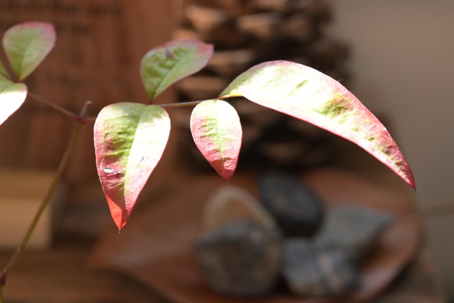 Heavenly Bamboo | Mini Nadina Bonsai in Ceramic Pot from Miyazaki, Japan | Mame bonsai tree Gift