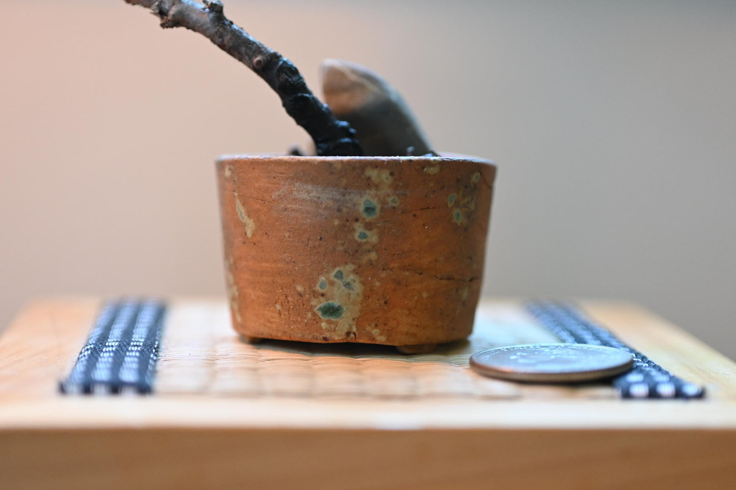 Mini Shinpaku Juniper Bonsai in Ceramic Pot from Miyazaki, Japan | Mame bonsai tree Gift