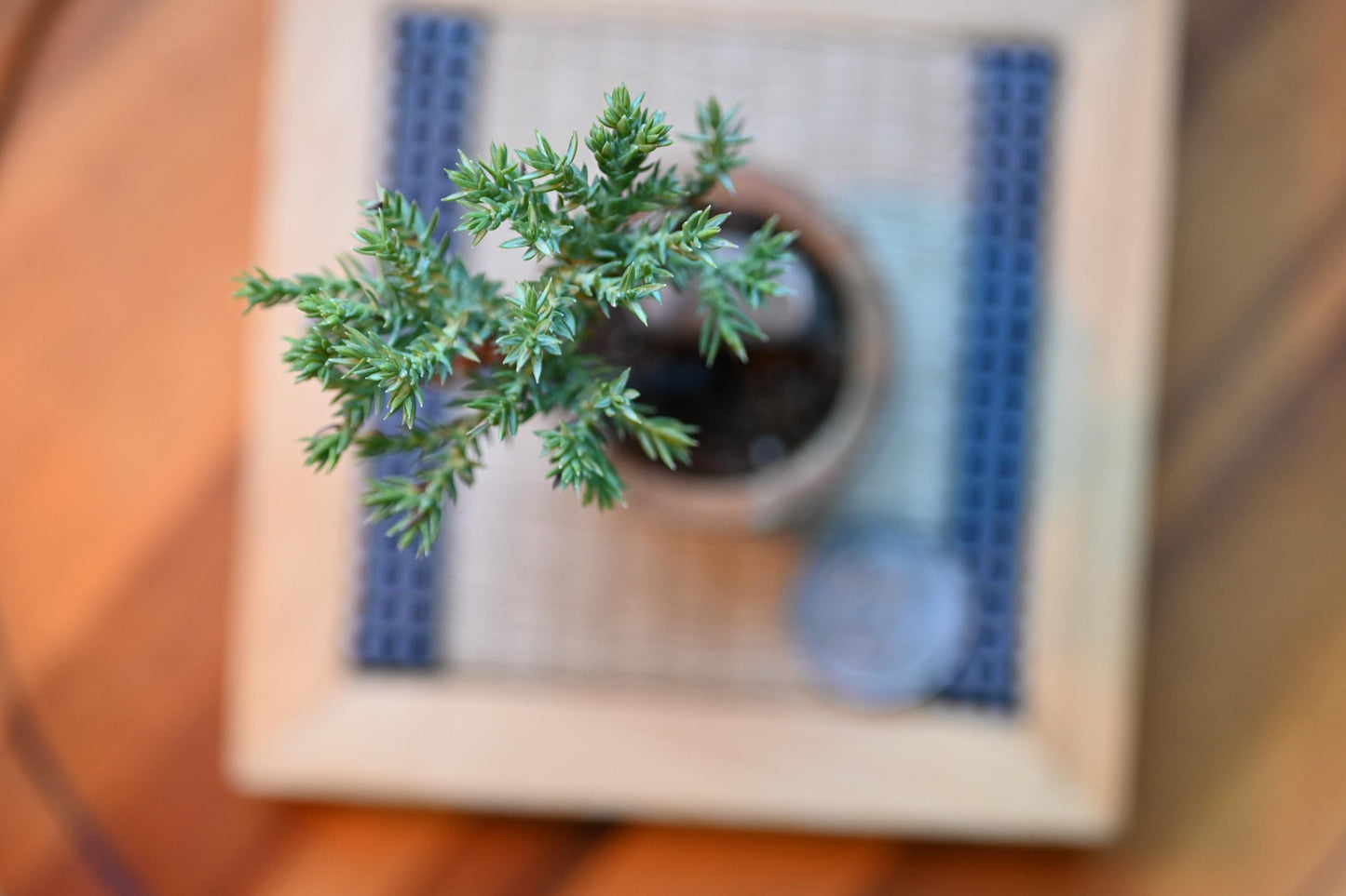Mini Shinpaku Juniper Bonsai in Ceramic Pot from Miyazaki, Japan | Mame bonsai tree Gift