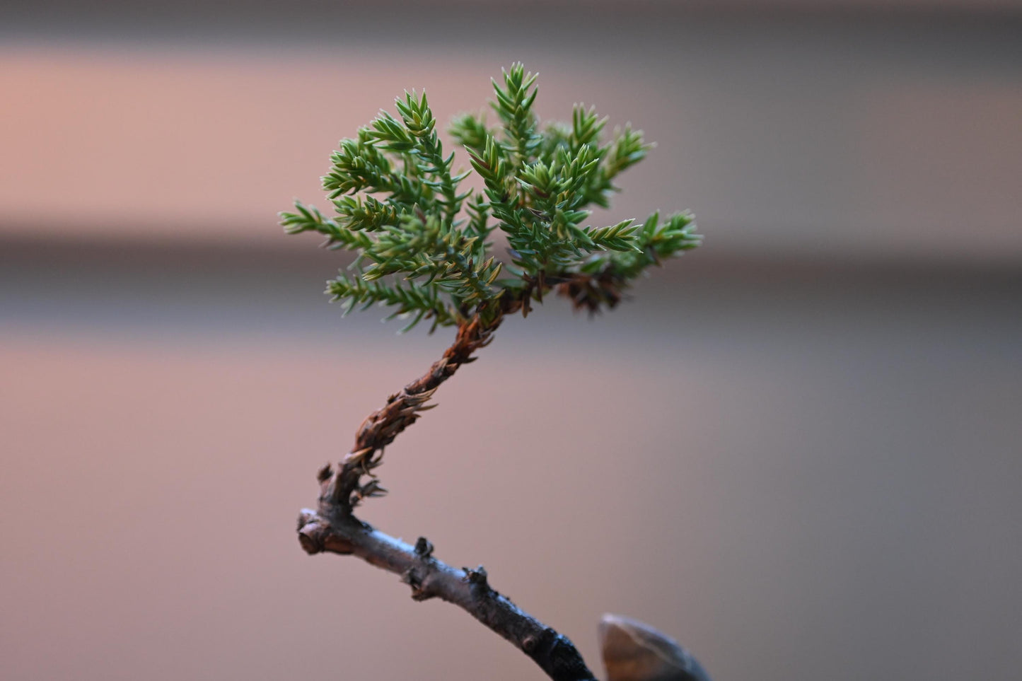 Mini Shinpaku Juniper Bonsai in Ceramic Pot from Miyazaki, Japan | Mame bonsai tree Gift