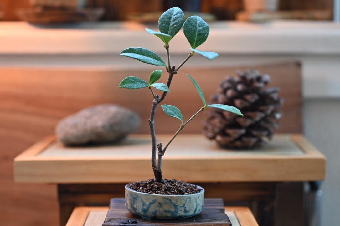 Mini Jasmine bonsai in a handmade ceramic pot from Miyazaki, Japan
