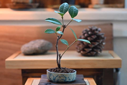 Mini Jasmine bonsai in a handmade ceramic pot from Miyazaki, Japan