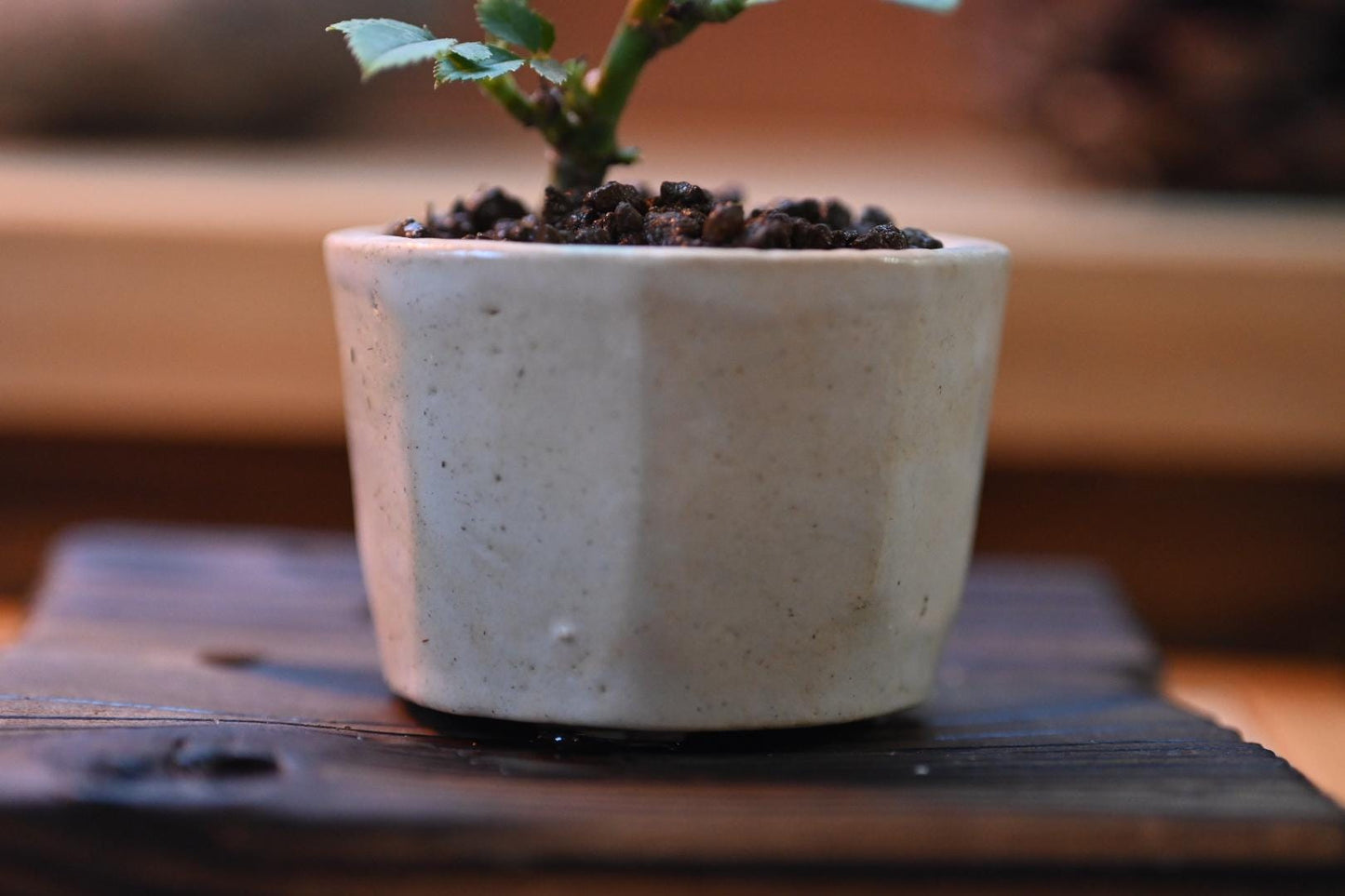 Mini rose bosai in a handmade ceramic pot from Miyazaki, Japan