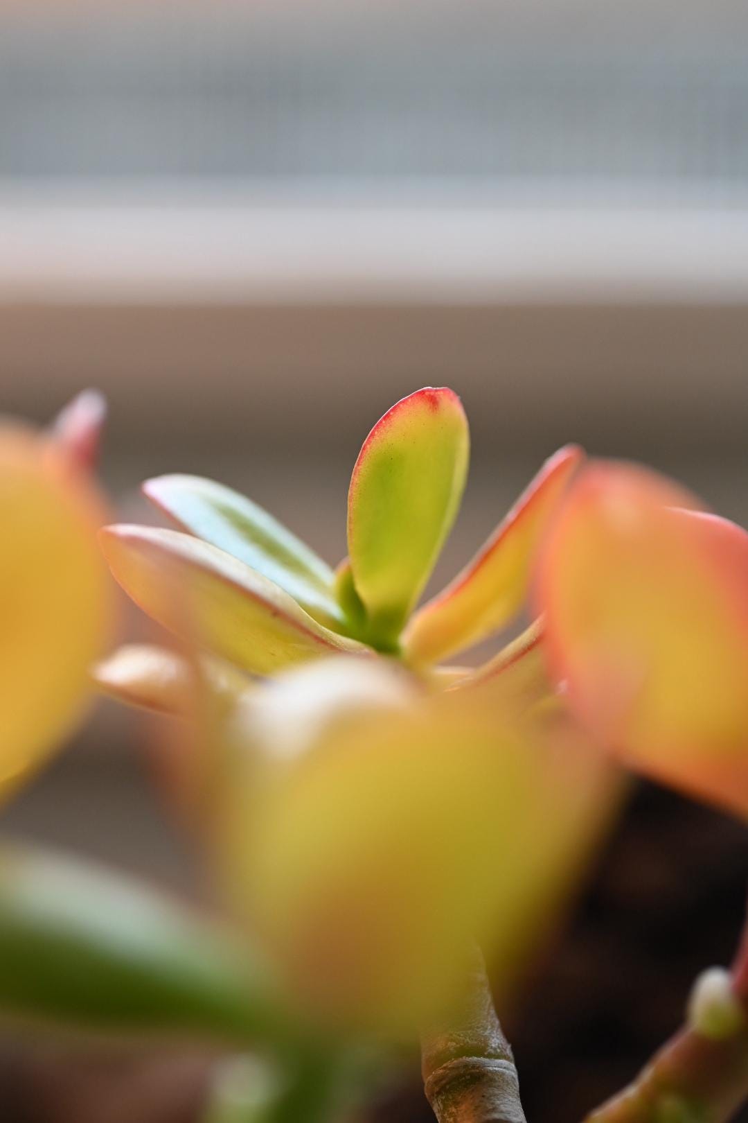 Mini Jade Bonsai - Handmade Miyazaki Pot | 4-5" tall