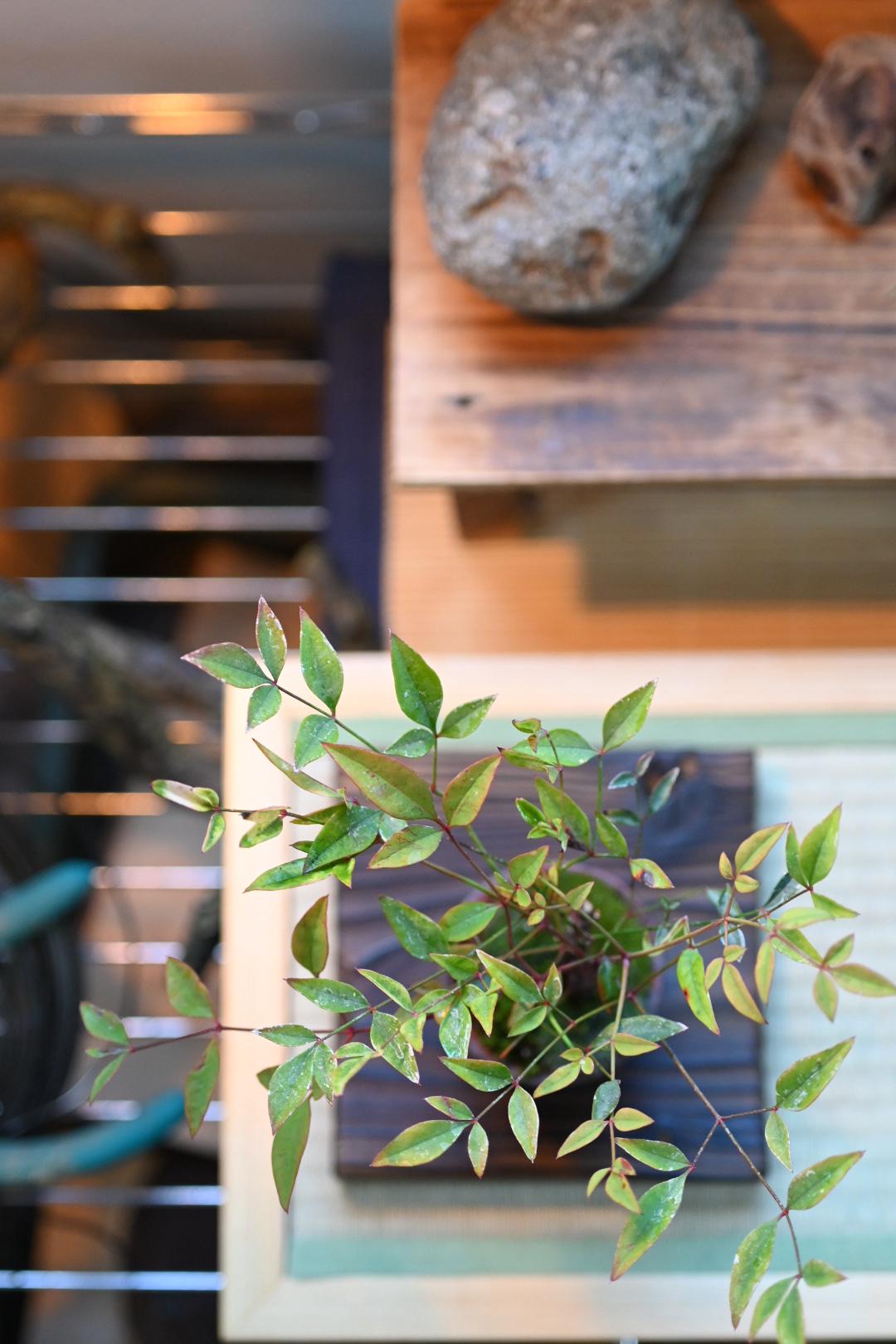 Mini Nandina Bonsai | Handmade Pot | 6–8” Tall