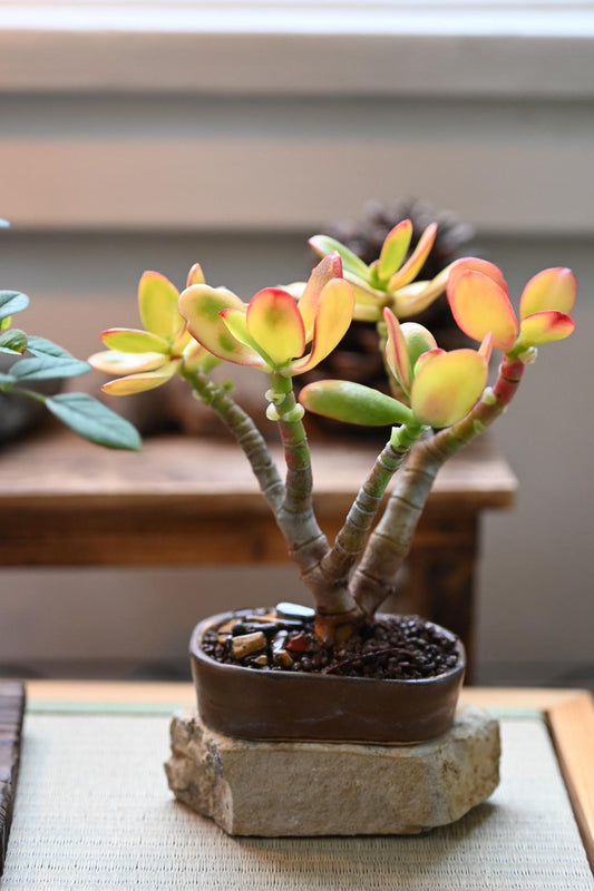 Mini Jade Bonsai - Handmade Miyazaki Pot | 4-5" tall