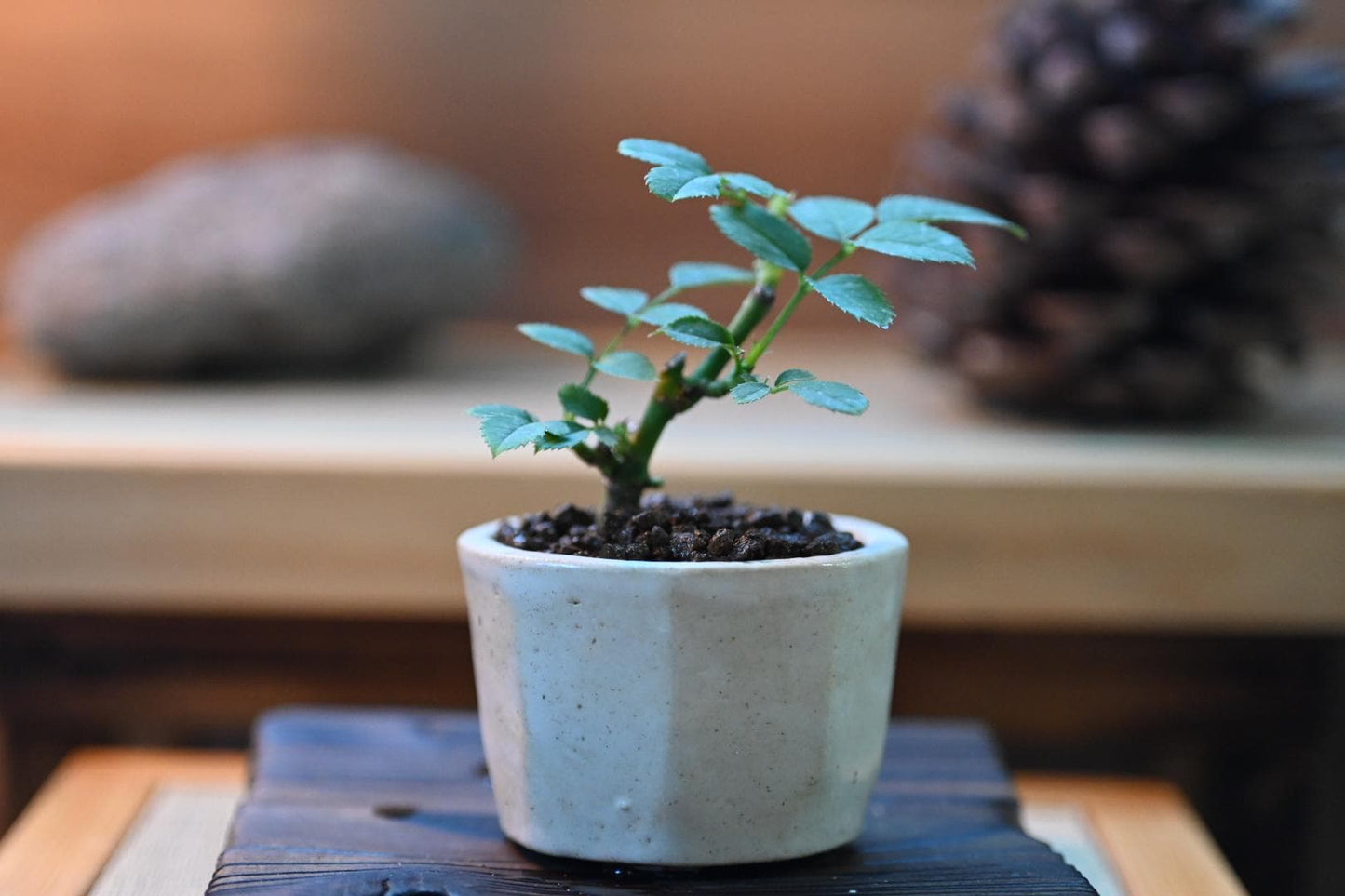 Mini rose bosai in a handmade ceramic pot from Miyazaki, Japan