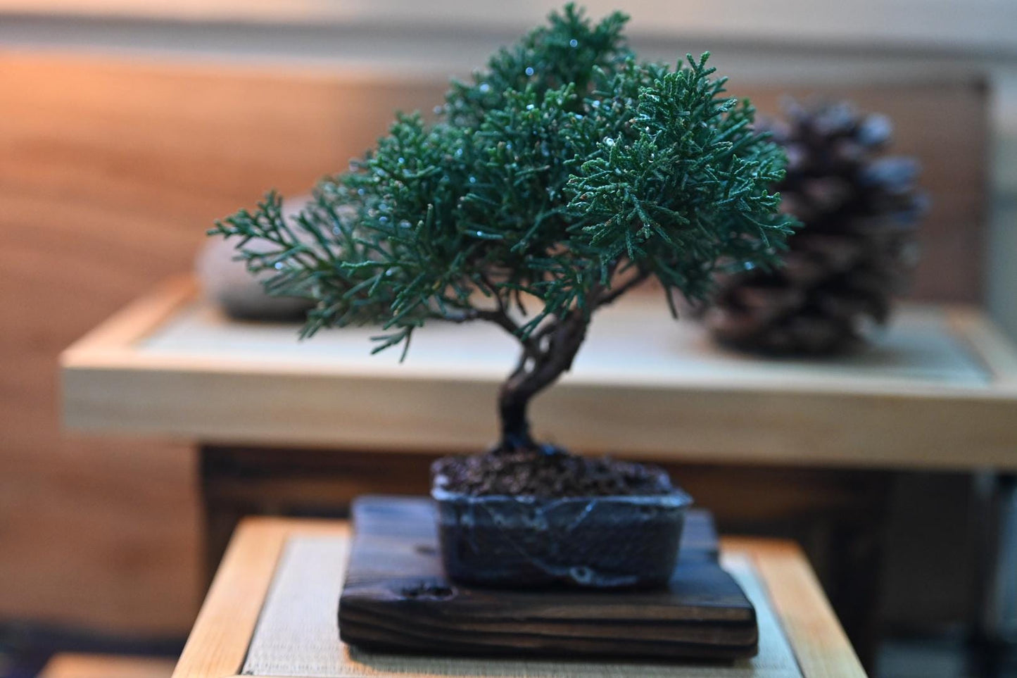 Mini juniper bnonsai in a handmade ceramic pot from Miyazaki, Japan