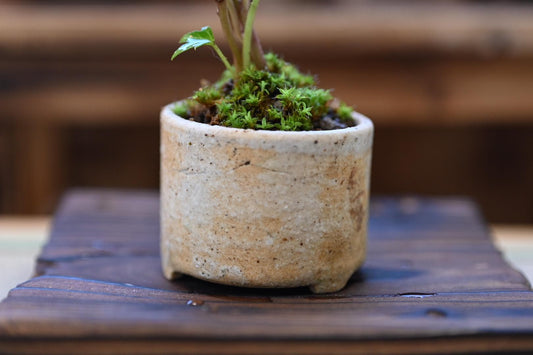 Mini English Ivy - Miyazaki pot | 4-5 inches