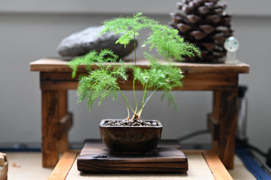 Mini Asparagus fern bonsai in handmade ceramic pot from Miyazaki with a care guide