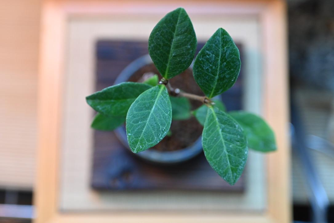 Mini Jasmine bonsai in a handmade ceramic pot from Miyazaki, Japan