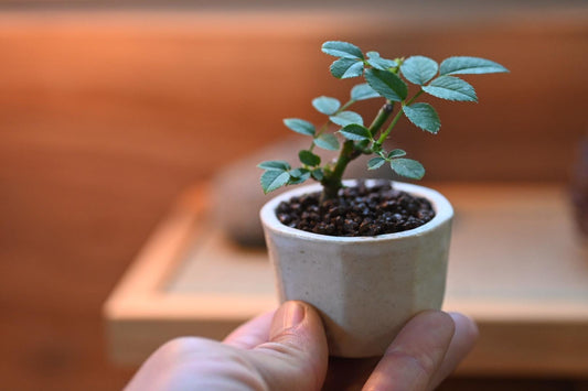 Mini rose bosai in a handmade ceramic pot from Miyazaki, Japan
