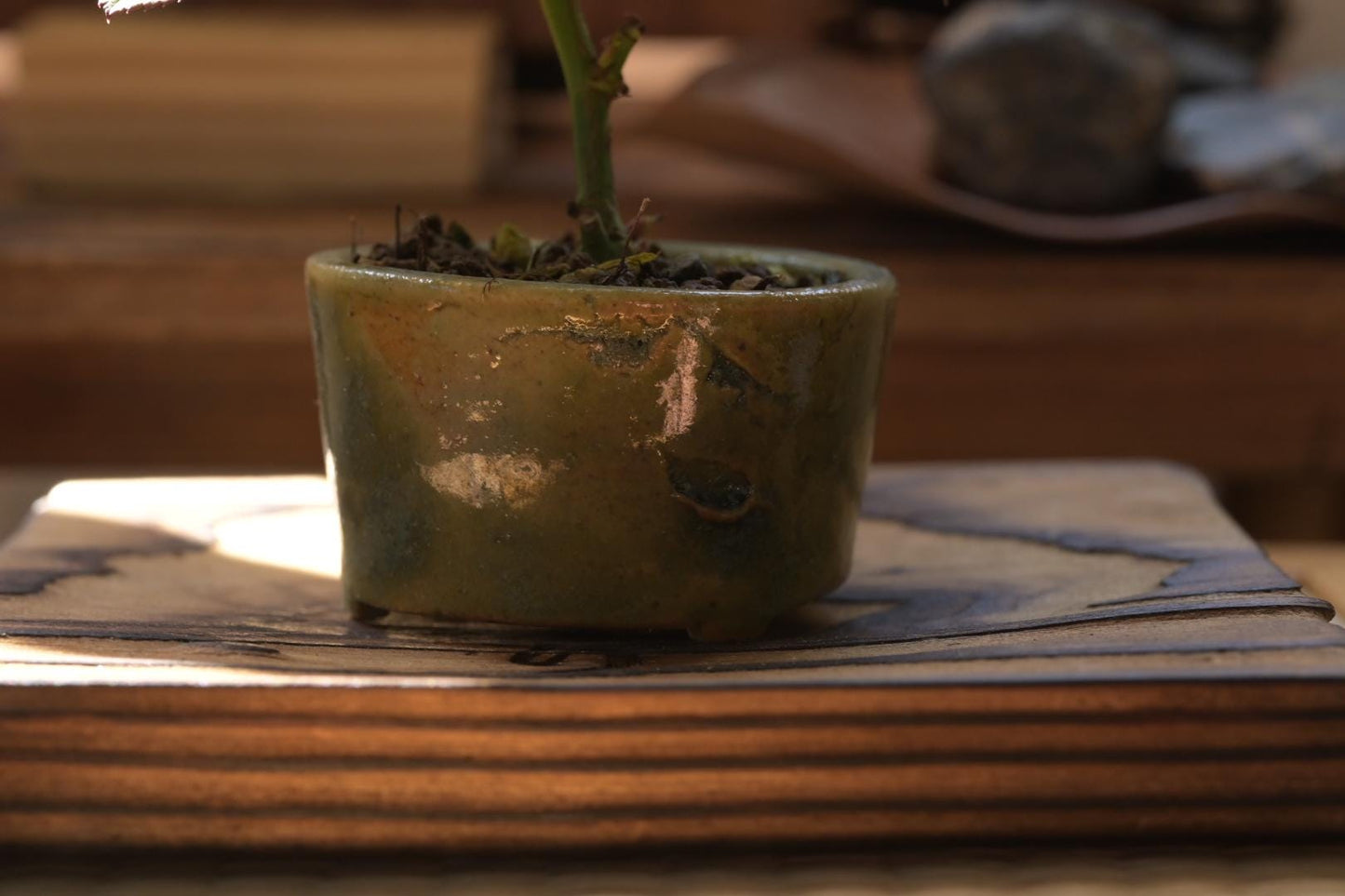 Mini rose Bonsai in Ceramic Pot from Miyazaki, Japan | Mame bonsai tree Gift