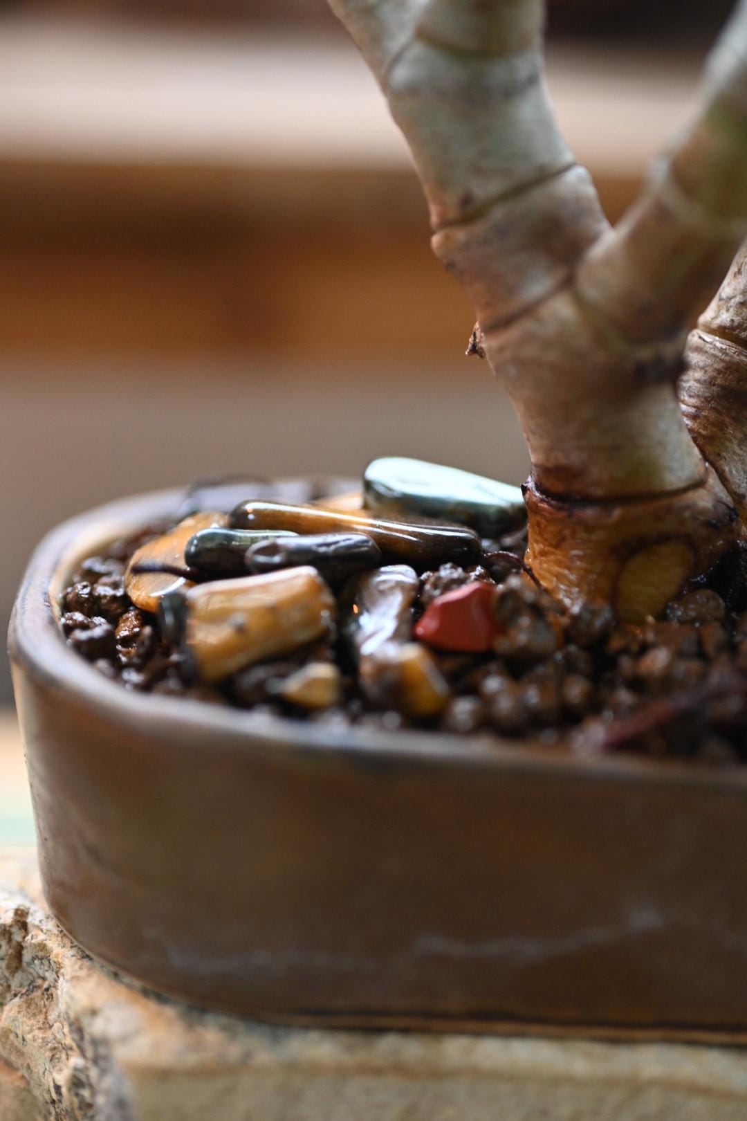 Mini Jade Bonsai - Handmade Miyazaki Pot | 4-5" tall