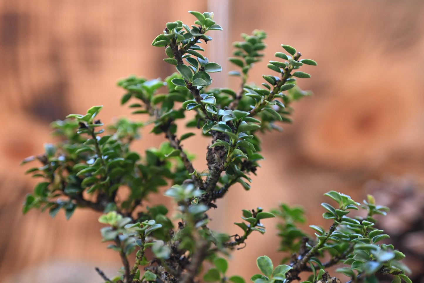 Mini Masaki bosai - Miyazaki Pot | 6-7 inches