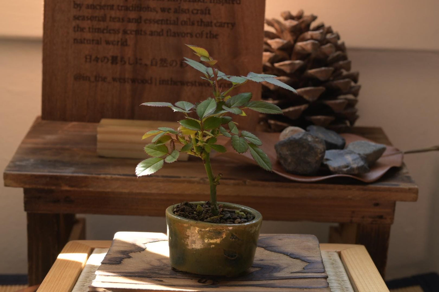 Mini rose Bonsai in Ceramic Pot from Miyazaki, Japan | Mame bonsai tree Gift
