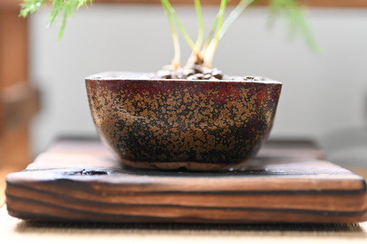 Mini Asparagus fern bonsai in handmade ceramic pot from Miyazaki with a care guide