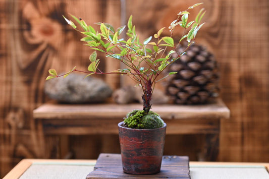 Mini Nandina Bonsai | Handmade Pot | 6–8” Tall