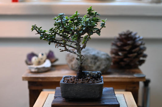 Japanese holly  (Masaki) – Mini Handmade Pot, Wabi-Sabi Style Mame Bonsai | Natural Tree for Indoor Display