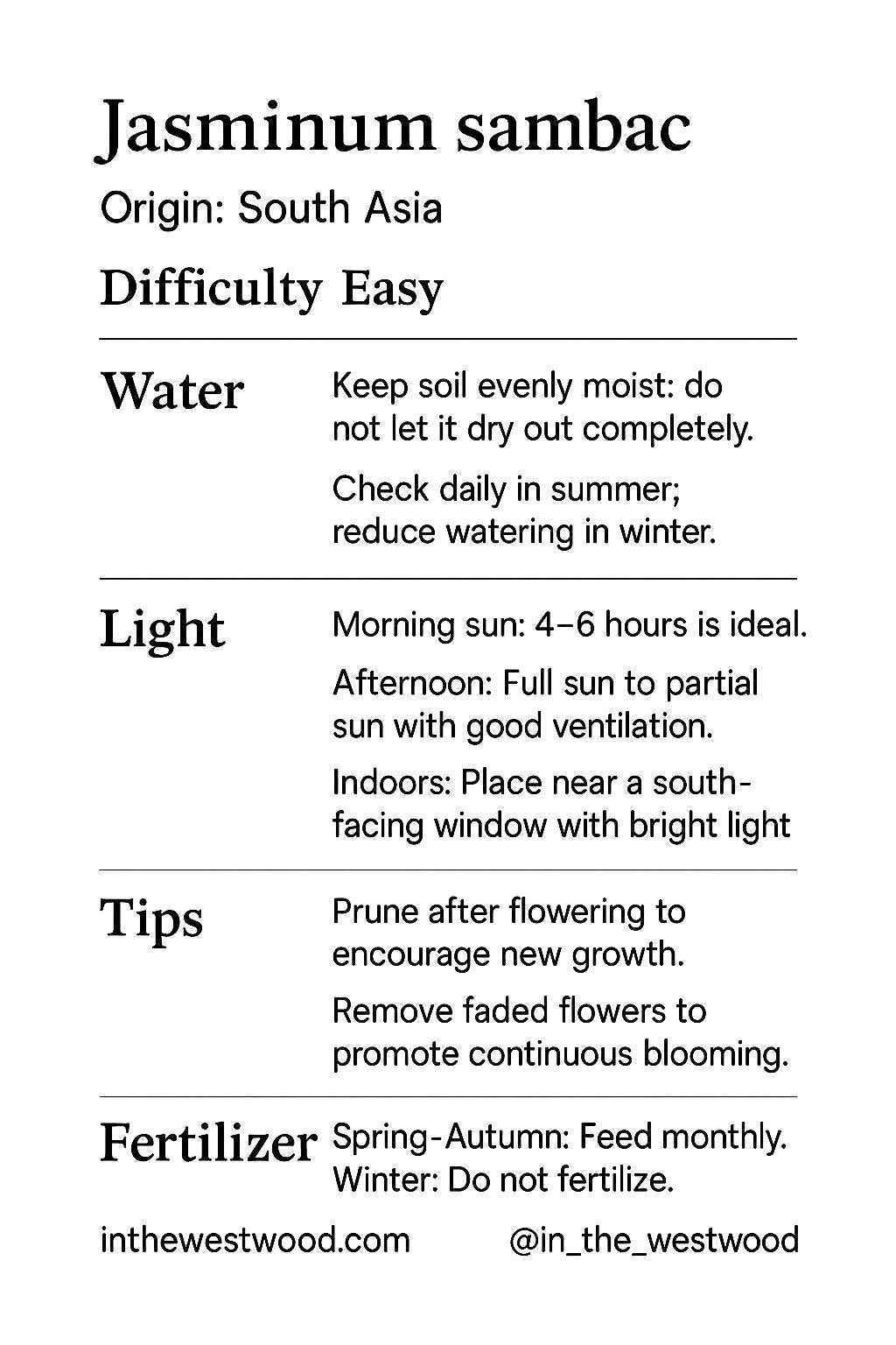 Mini Jasmine bonsai in a handmade ceramic pot from Miyazaki, Japan