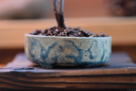Mini Jasmine bonsai in a handmade ceramic pot from Miyazaki, Japan