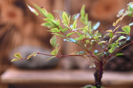 Mini Nandina Bonsai | Handmade Pot | 6–8” Tall